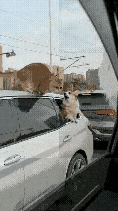 谁懂啊，万物之间的气场真的不分体型大小，小猫咪气场全开的时候，真的没有动物能扛得