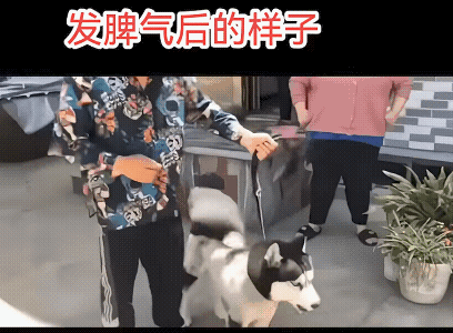 它反主了，硬是扑了三下，却一下也没有咬到它的主人。
可能勒住它的喉咙了，它急了，