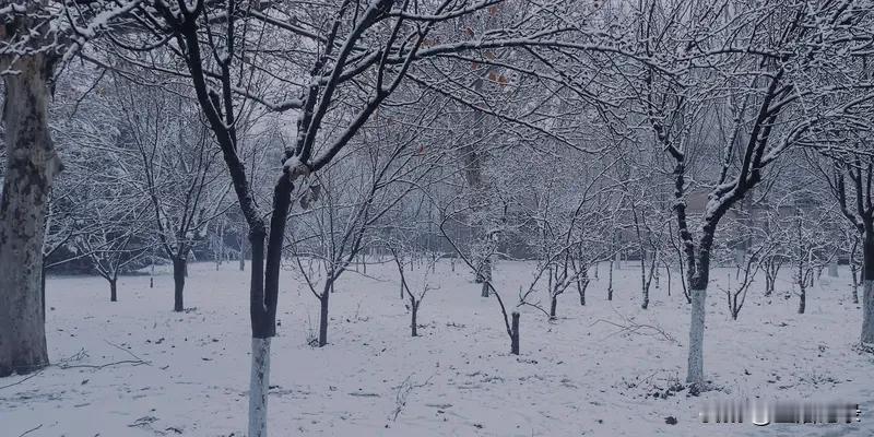 “秋雨缠绵打红枫，冬雪满天点粉梅”，这诗句简直绝了，勾勒出两幅绝美画面。秋雨淅淅