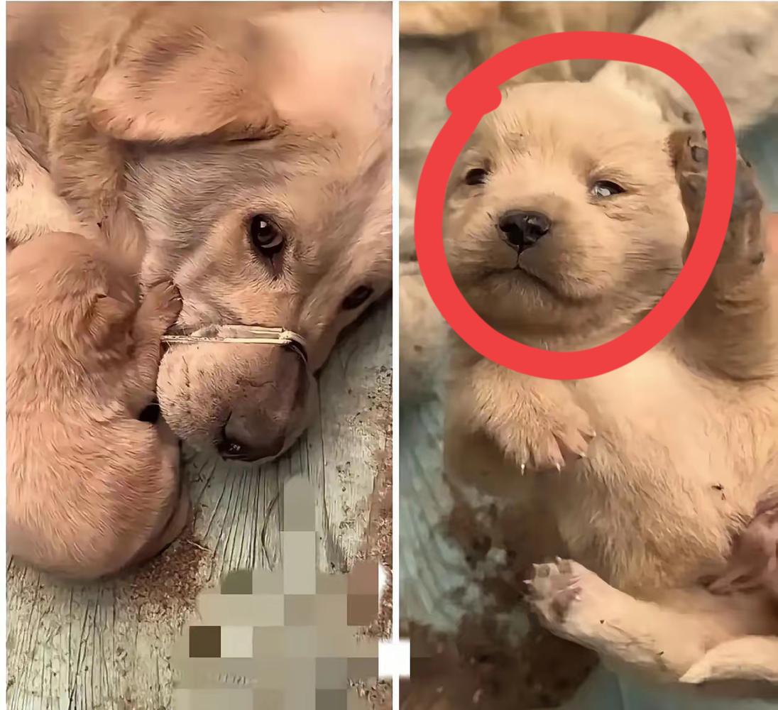 山东这位干了20年的屠夫，见过无数场面，却在举起刀的那一刻，被一只母狗彻底破防。