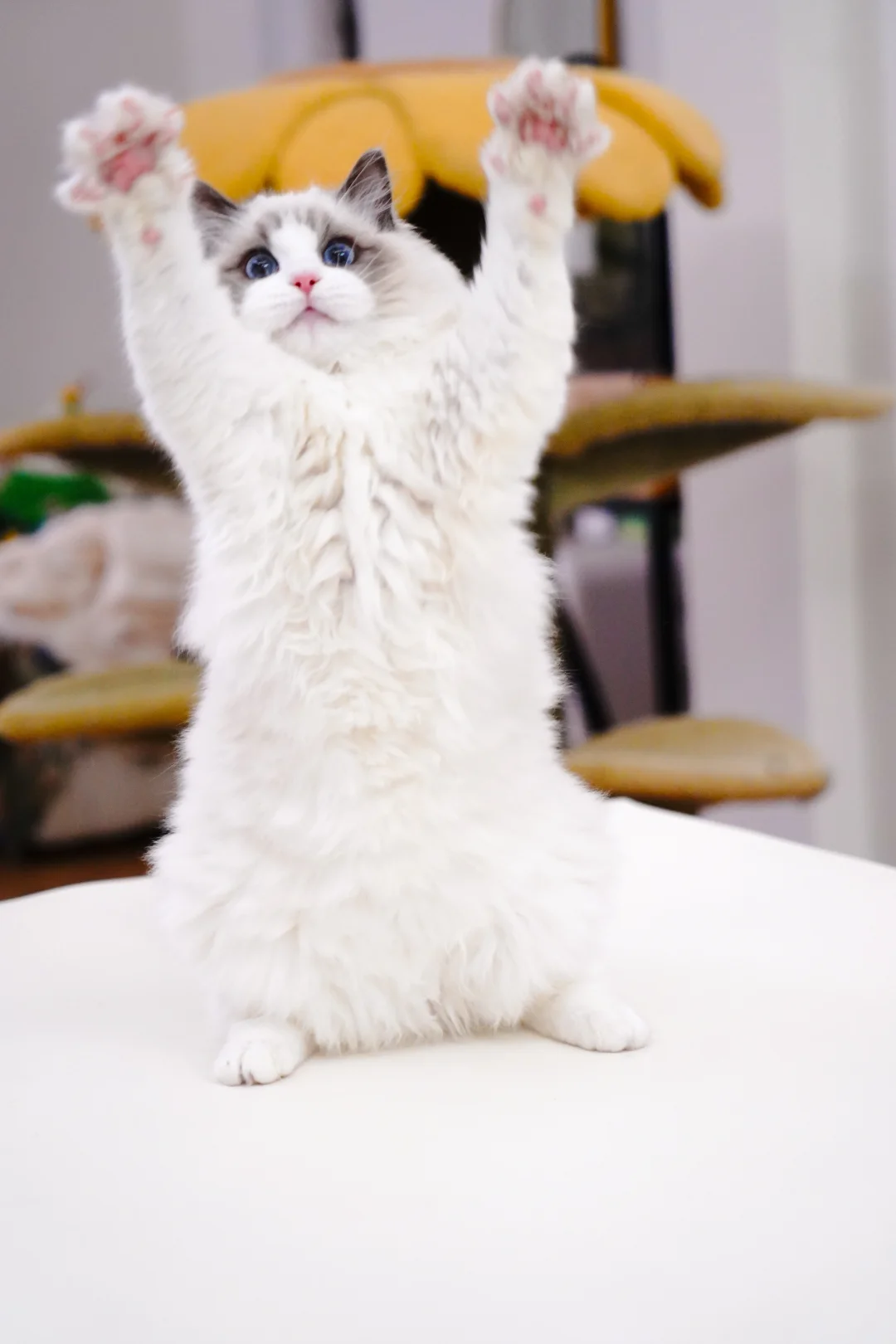 我有小手手，你有吗？