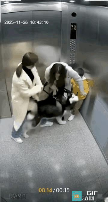 城市应该禁止🚫养凶猛大型犬，更不应该进电梯，吓着小孩子，谁之过！