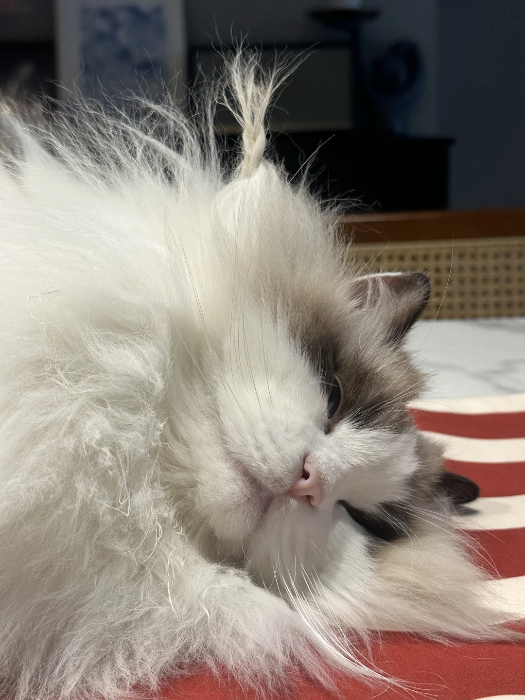 布偶猫的脸毛真好玩！