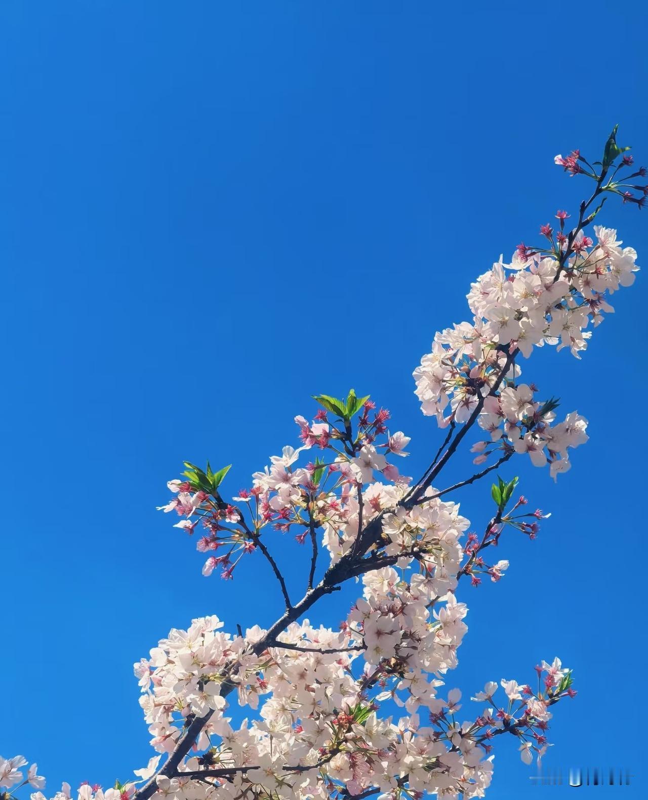 人这辈子
啥都不如健康重要
没了好身体
再多钱再大面子都没用
吃好睡好少生气
平