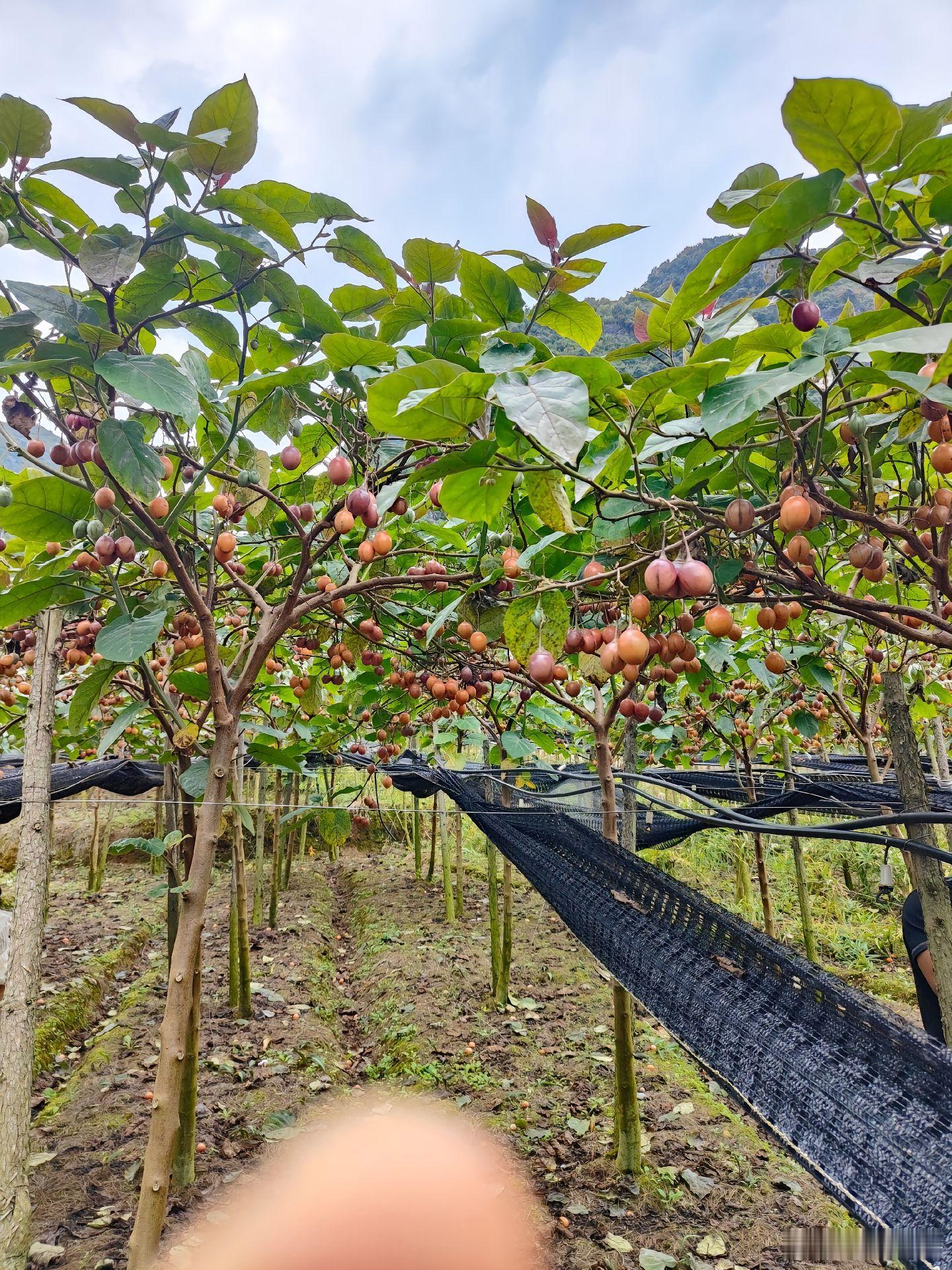 来自云南特色水果树番茄居然被选入2024年黑珍珠榜，用树番茄做的菜还获得了年度菜