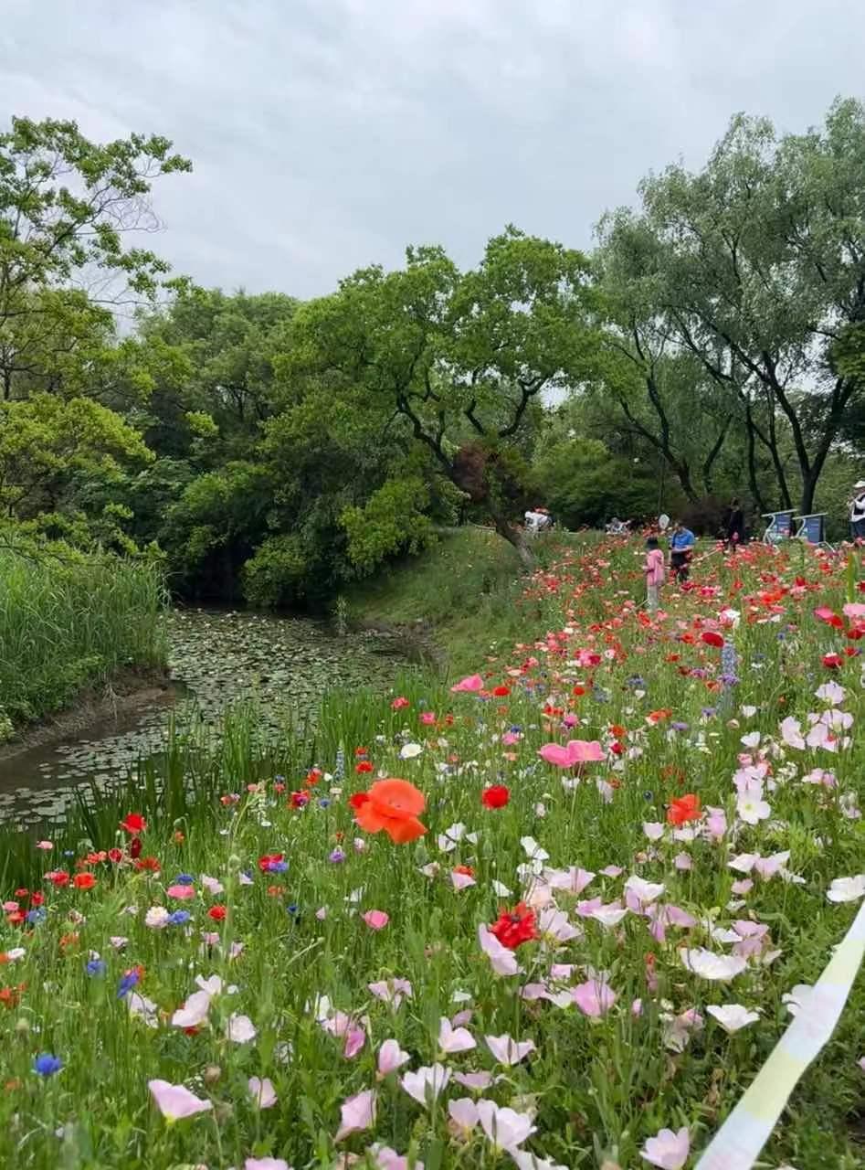 五一假期多地打造文旅消费新场景杭州西溪湿地的花海，仿佛让我进入了莫奈的花园，但怎