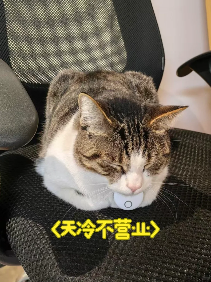 大脸猫[笑哭R]