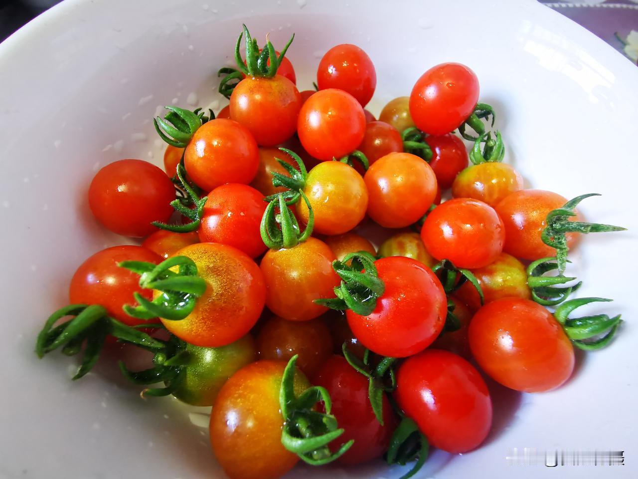 自己种的小番茄🍅