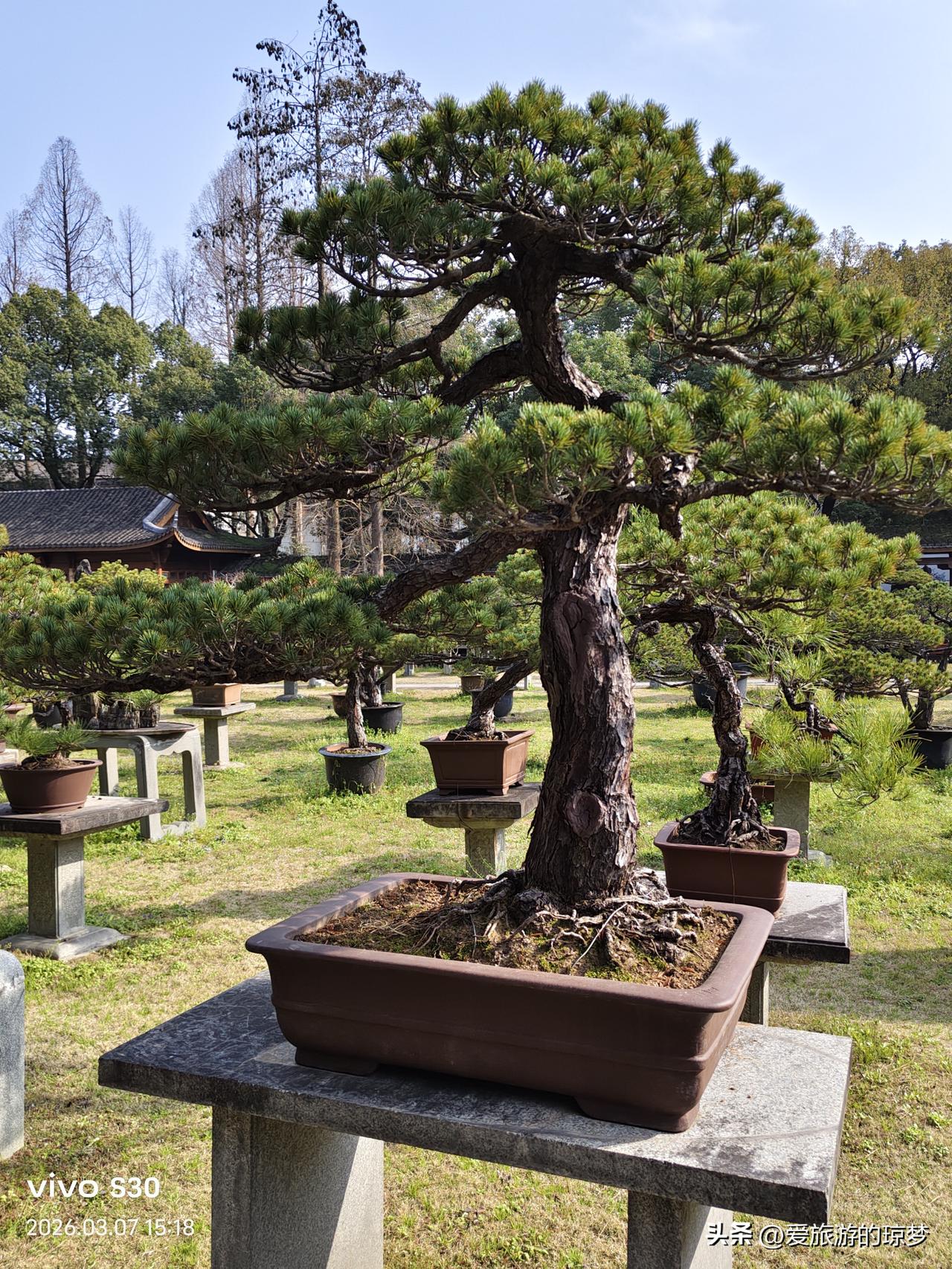 春日生活打卡季