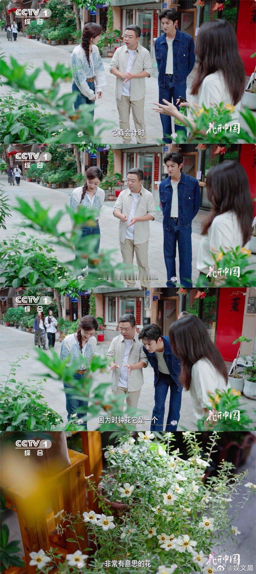 这种花的作息比我还规律第一次见这么有时间观念的花“花时钟”打卡地！想见证花朵准点