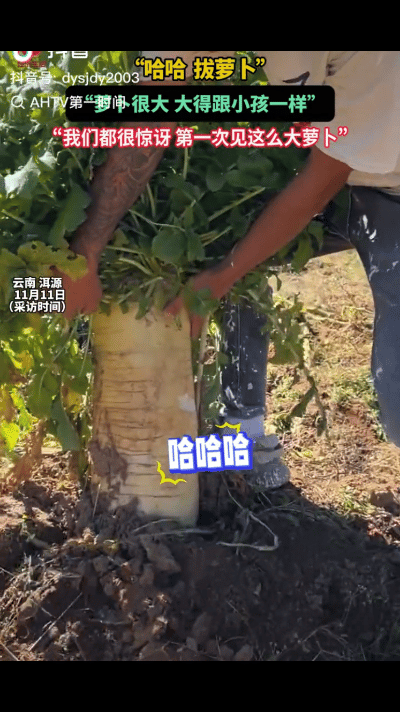 “萝卜成精了！”11月11日，云南洱源，一男子闲来无事去田地里转悠，远远的看见一