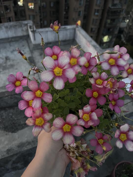 晚花酢浆草也会褪色