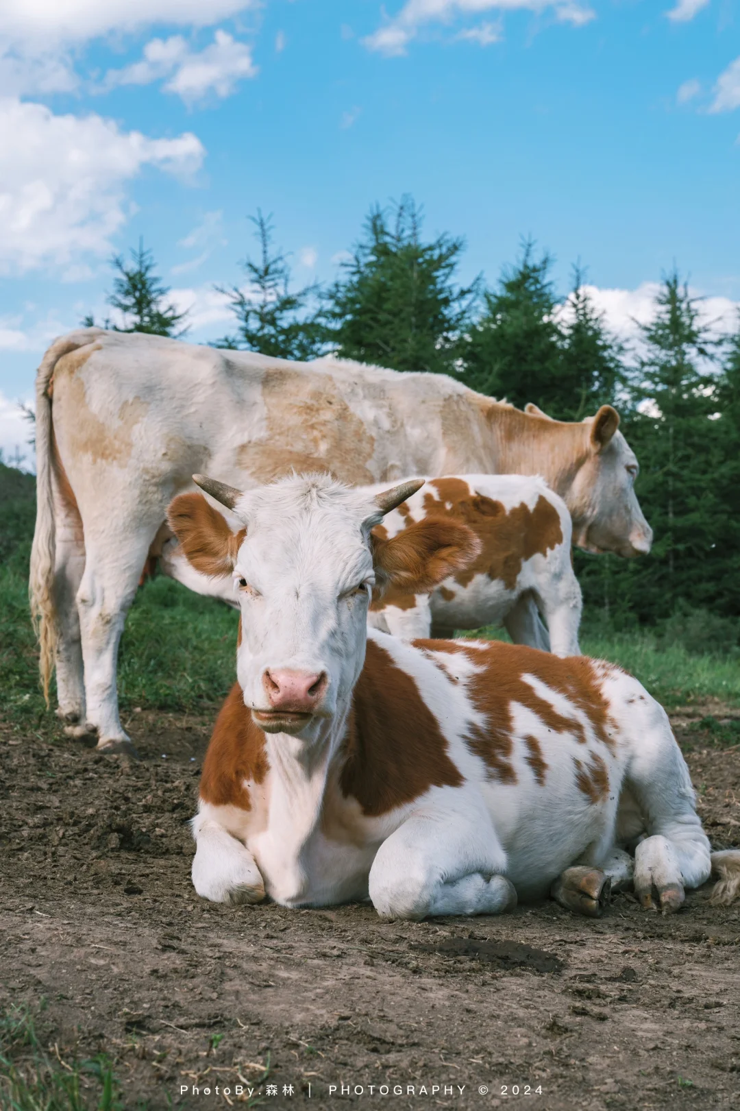 五台山的哞哞🐮