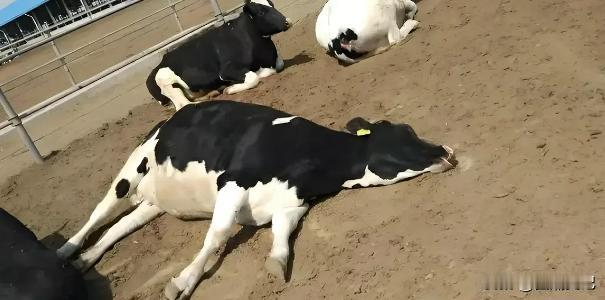 “保险公司不负责任。”新疆，一男子给16头奶牛上了保险，一共花了1251元，每头