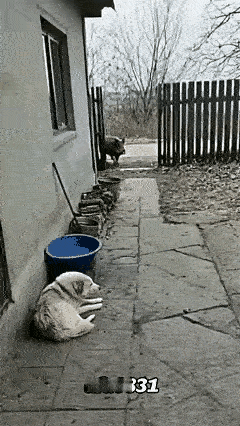 护院不在个大小

狗比猫咪大多少

野猪撞院吓死狗

猫咪见状一声吼

吓的野猪