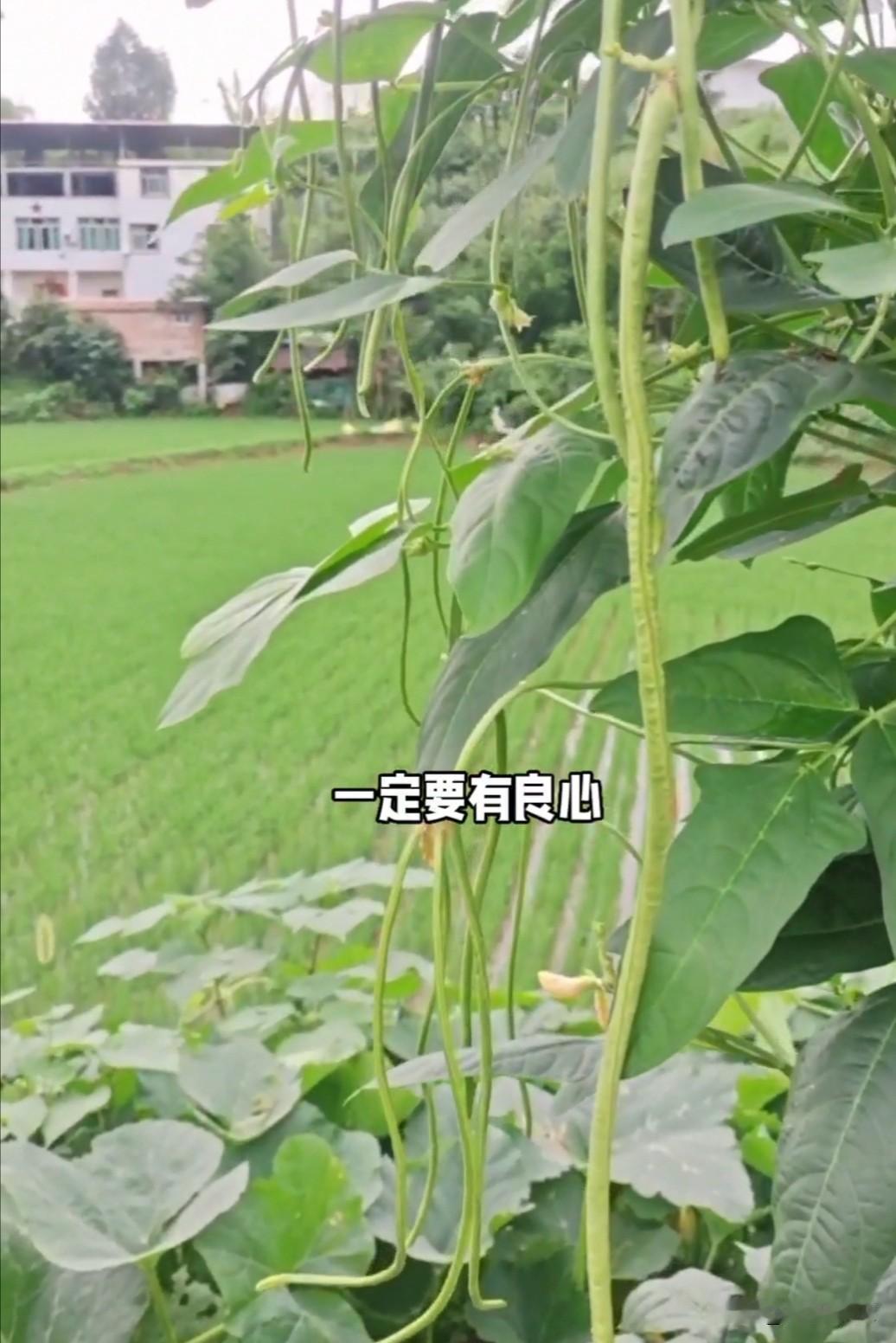 我这一生活得就像做贼一样:

小时候看到亲戚躲，看到老师也躲。
长大后看到老板躲