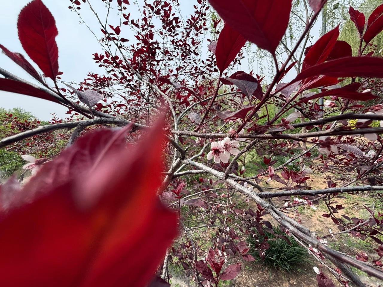 春日生活打卡季4月21日的早上，风还是带着点凉丝丝的劲儿，吹在脸上特别舒服。路边