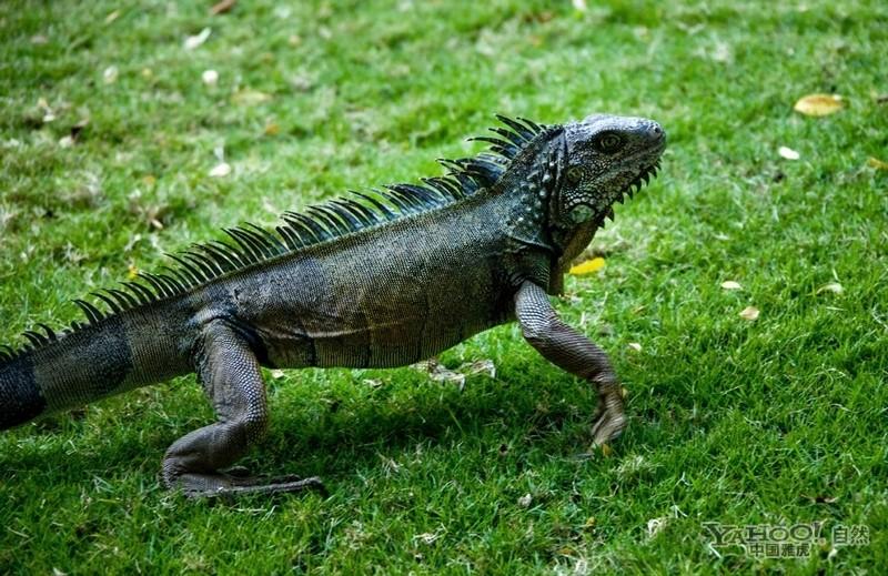 鬣蜥（动物们191）

鬣蜥(拼音:li x,)通常指美洲鬣蜥科的蜥蜴，也常特指