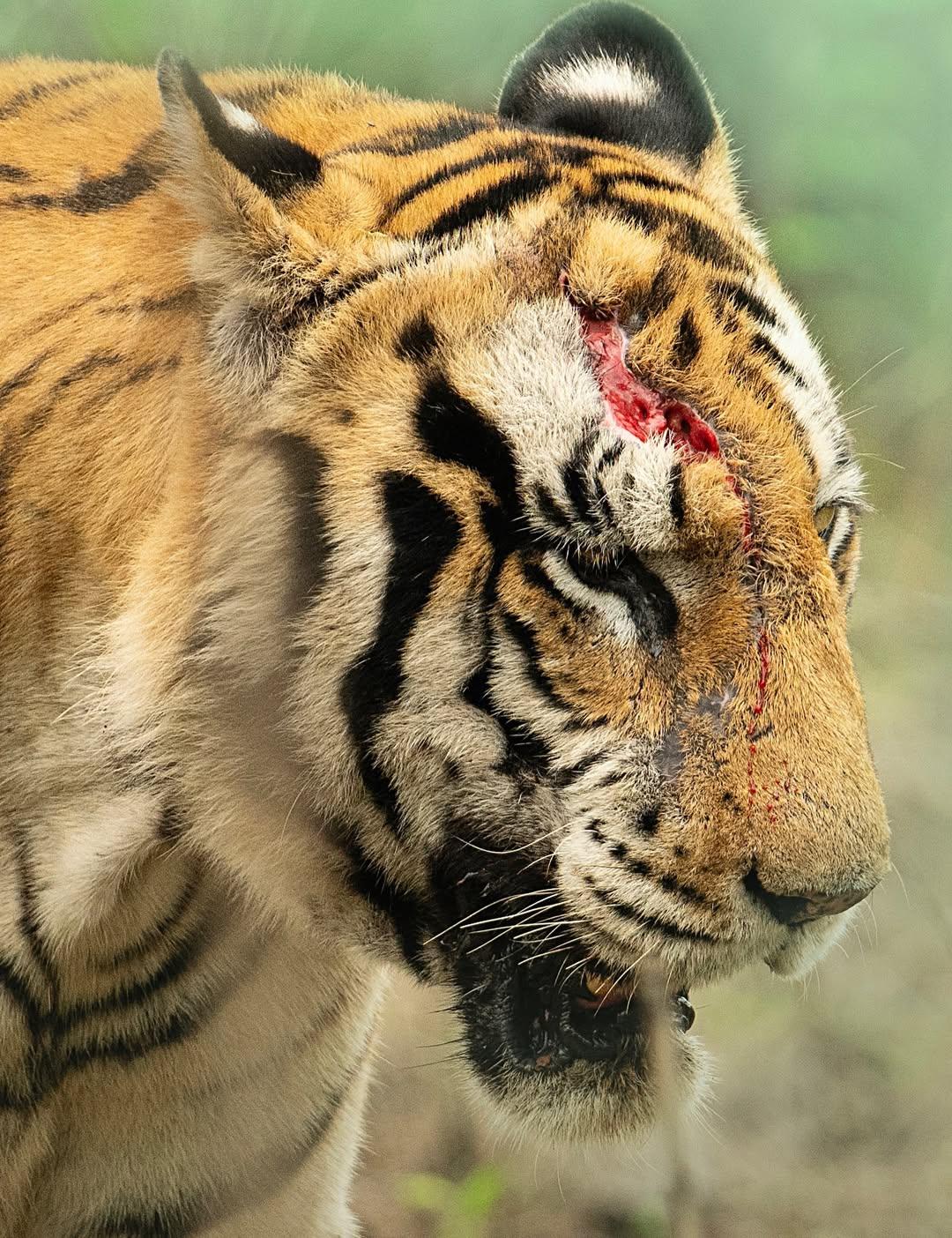 【潘纳】拍摄于2025年6月26上午，目击强壮的雄虎“p243男”，到...