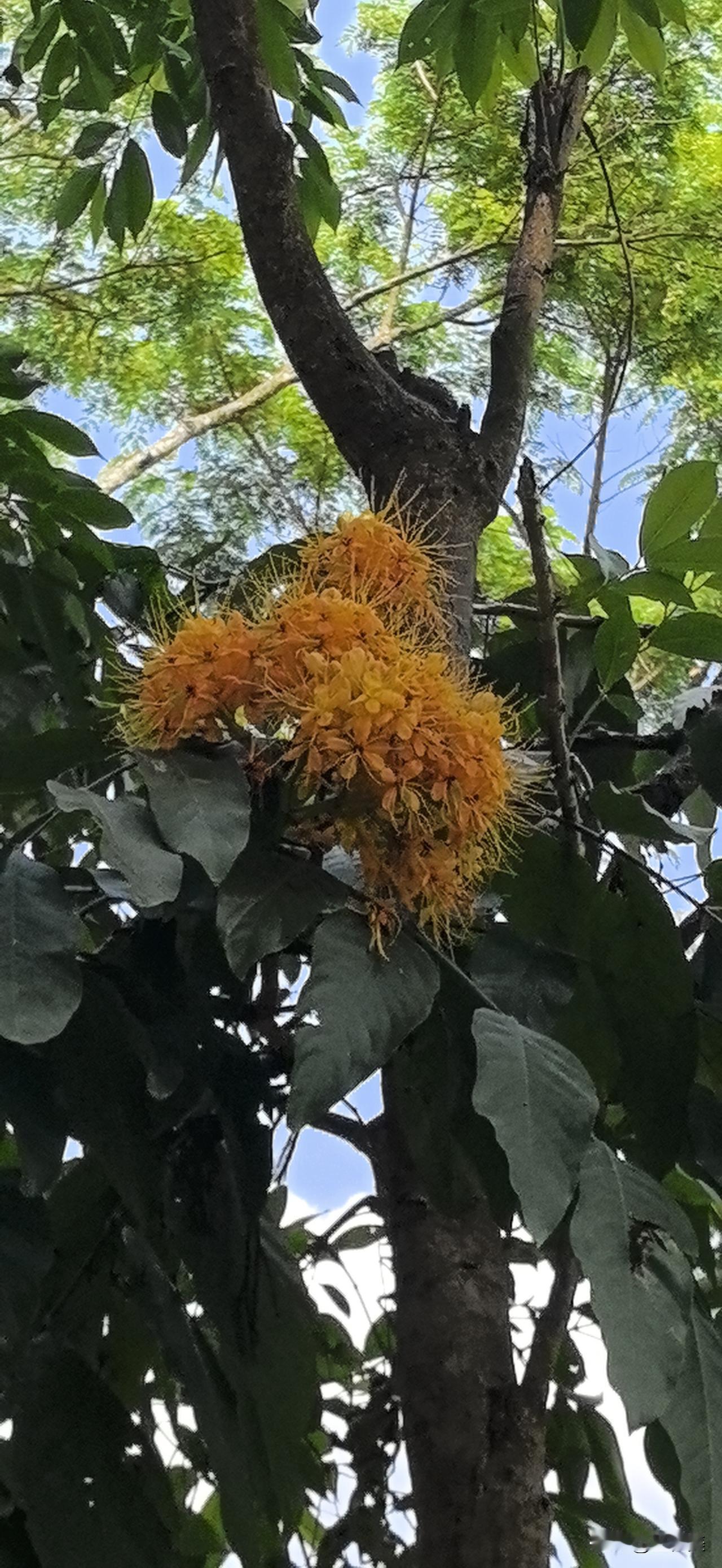 江城子·野象谷观狸卧无忧花树上

日头烤得野象烘，汗如倾，喧嚣腾。
万头攒动，人