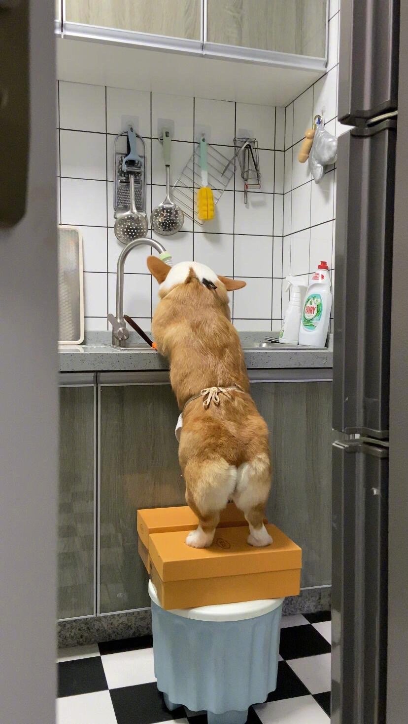 养狗千日用狗一时 ​​​