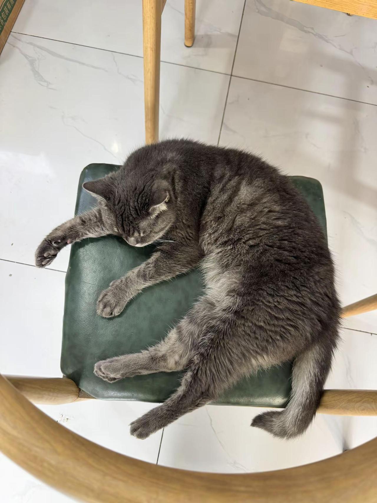 猫咪赖板凳！