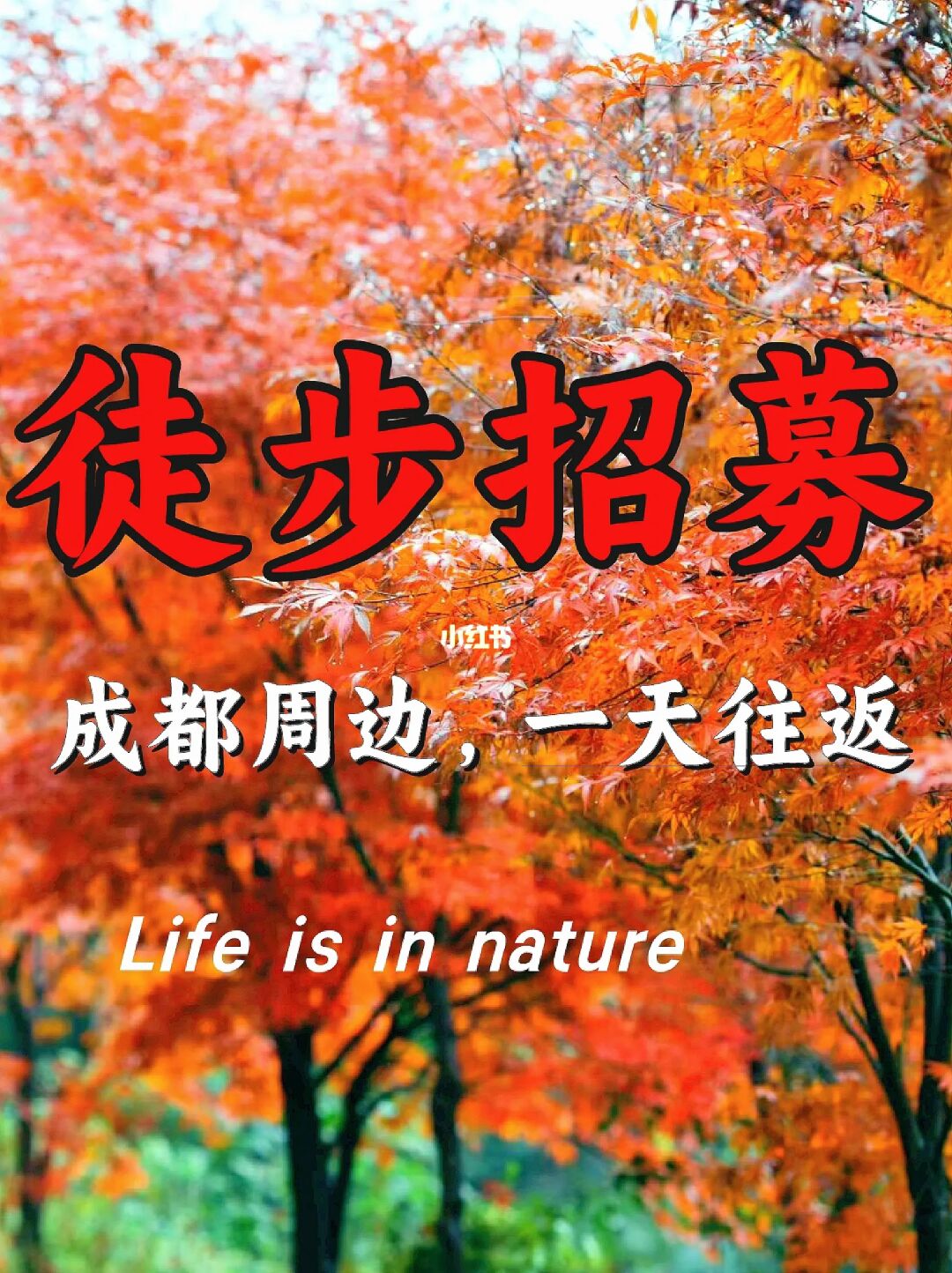 成都2小直达❗️80条限定枫叶红林徒步路线