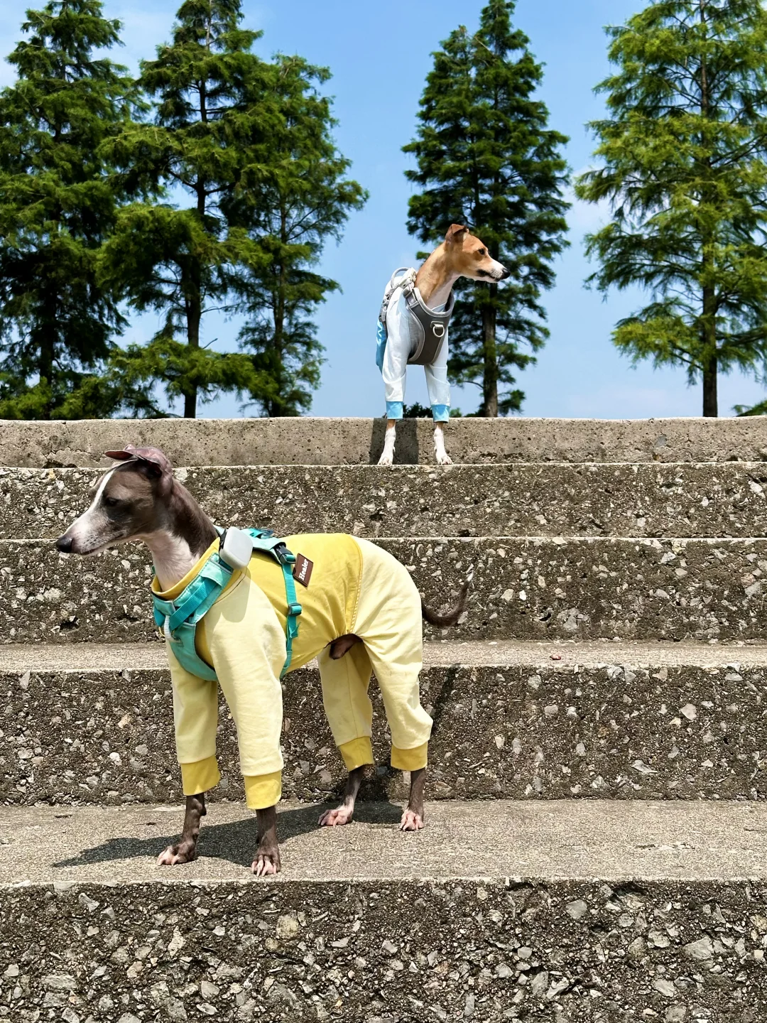 高智商卖萌团伙