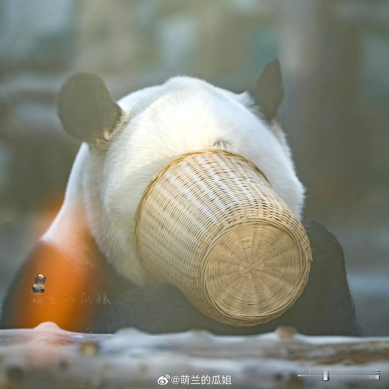作为帅哥，美女，是不是只要巴掌脸，都有优势。

放在熊猫届，也是如此。

看看萌