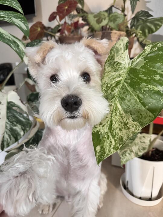 小狗：听说和热植拍照显脸小？📸