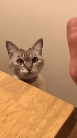 猫猫：说好咯，这辈子一起咯