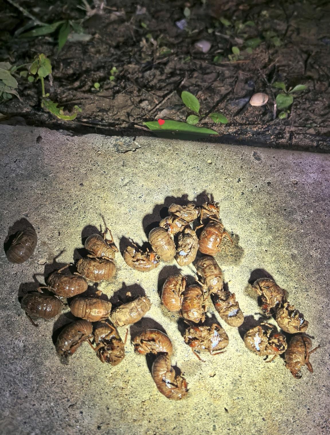 别再羡慕别人抓知了猴挣130万了，

算完这笔账，

99%的网友都不会做这傻事