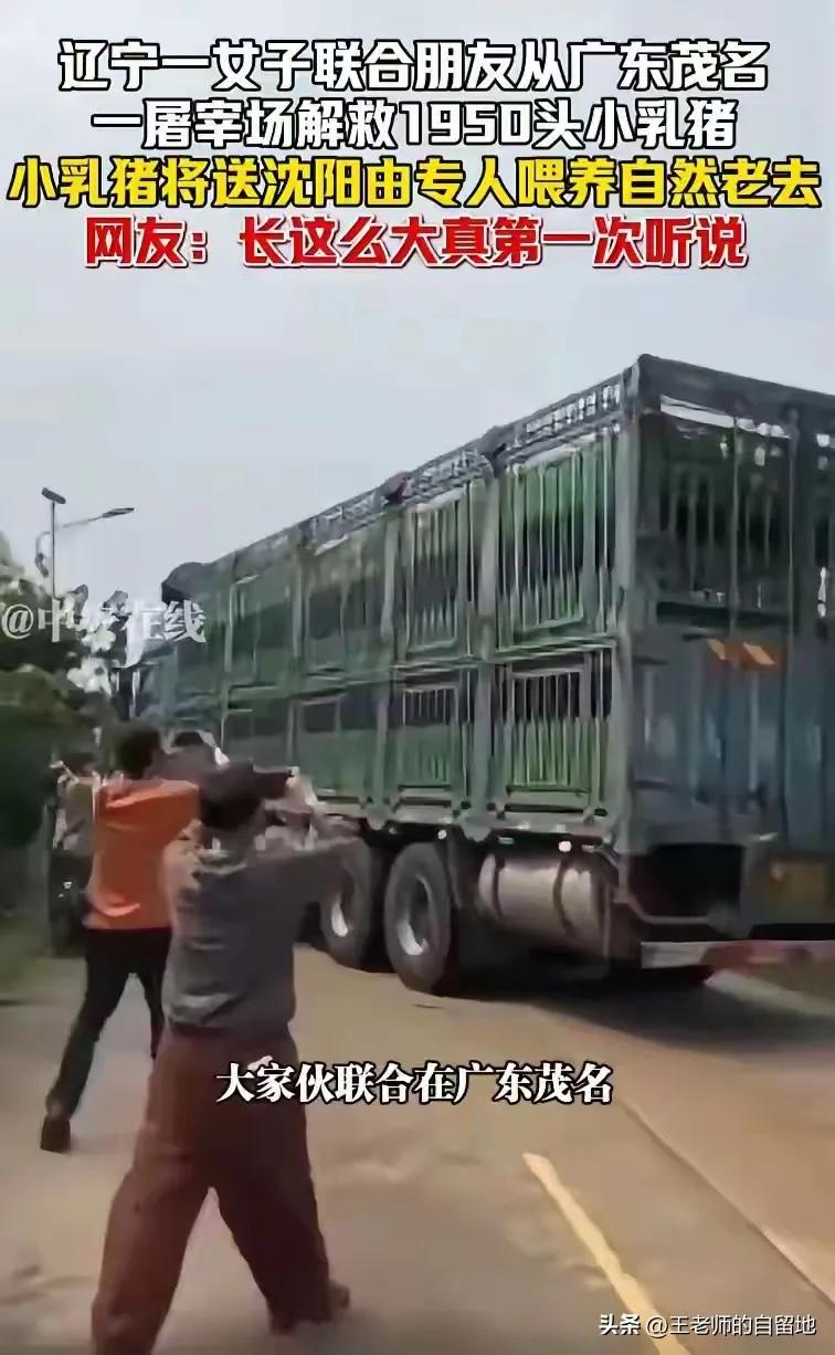 辽宁女子带领7人团队前往广东茂名，“解救”1950只乳猪，宣称养到自然老死。
是