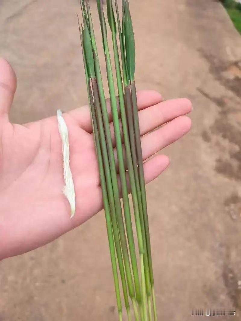 小时候的快乐。大家有认识的吗？