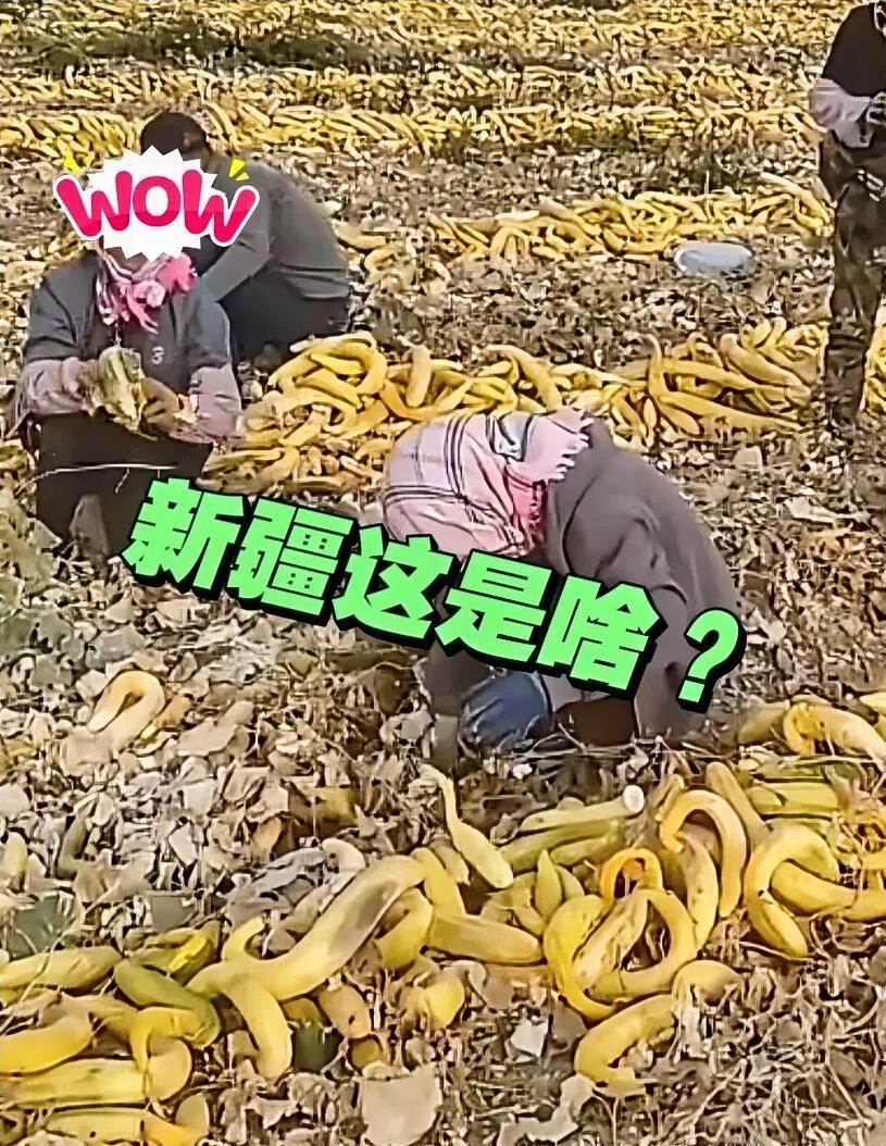 刷到新疆满地金黄的画面，第一眼真的很容易当成香蕉，可香蕉都是长在树上，怎么会摊在