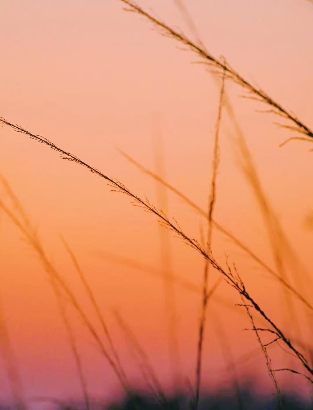 “  风携吉至，草色生香，岁岁皆安 …  ” ​​​
祝福 沐风书画