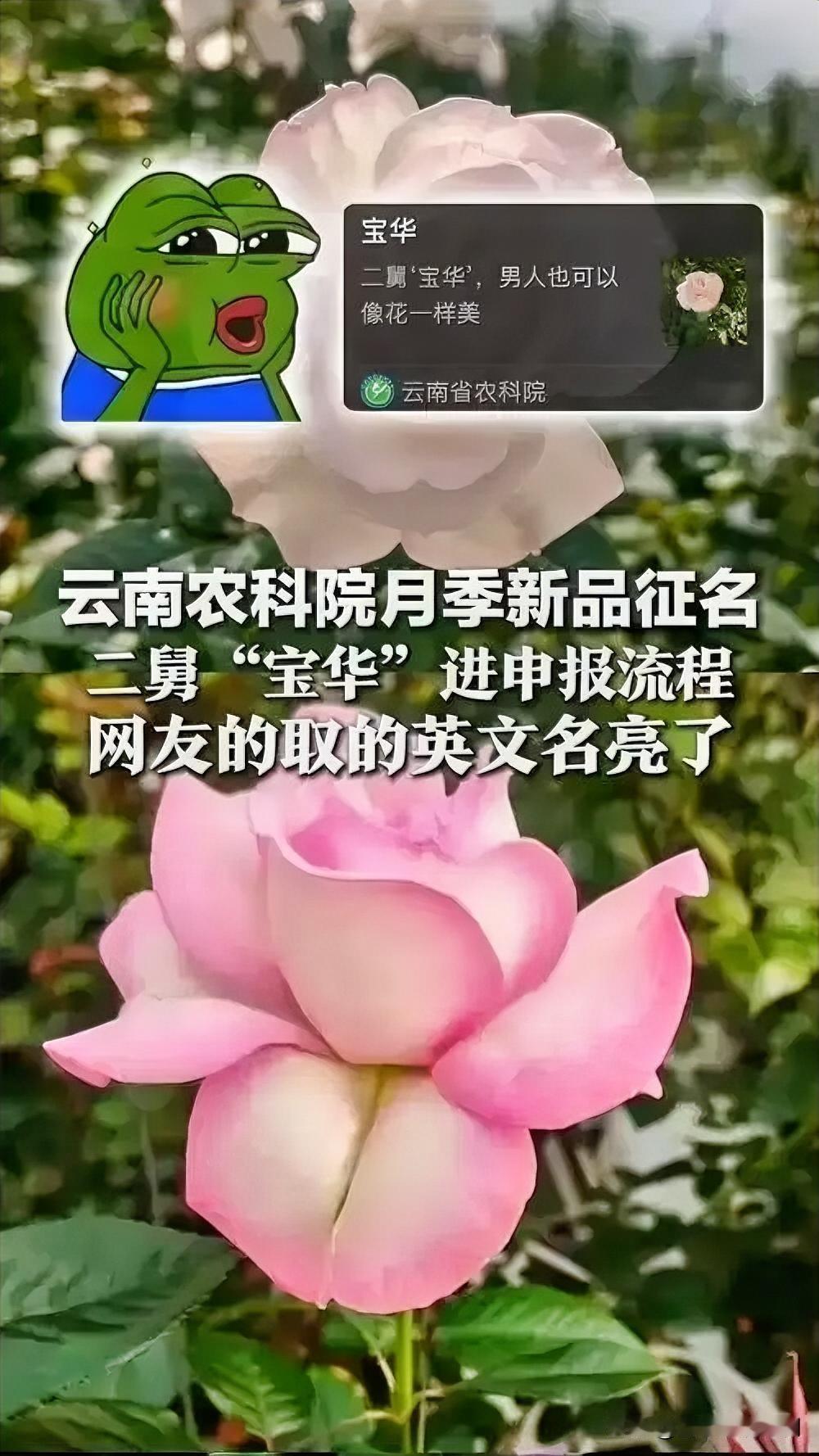 近日，云南省农科院为新品种月季4379-4征名，网友康先生以“二舅刘宝华”之名提