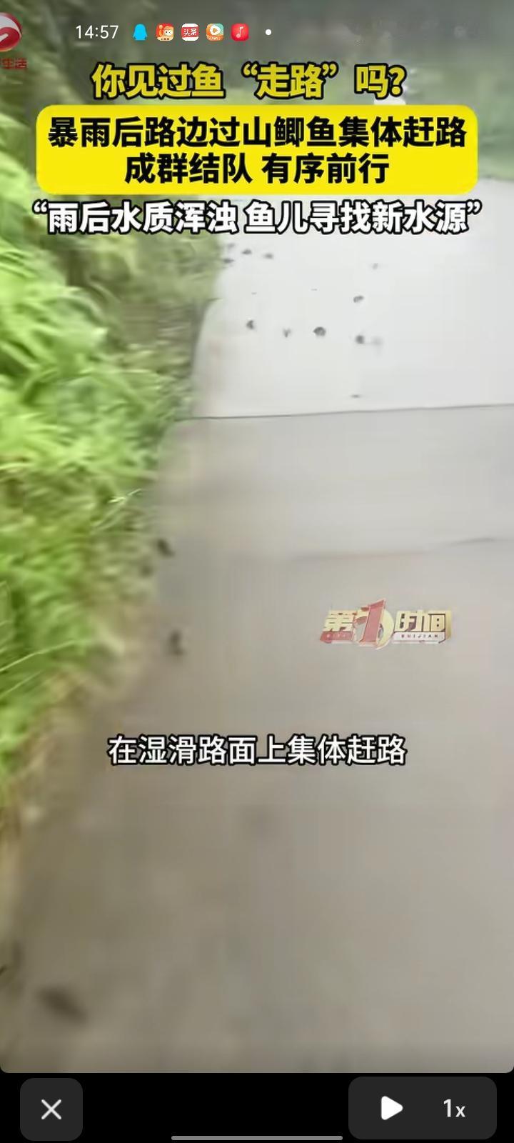 5月16日，广西防城港。网友是视频称，暴雨过后，路边的山鲫鱼在湿滑路面上集体赶路
