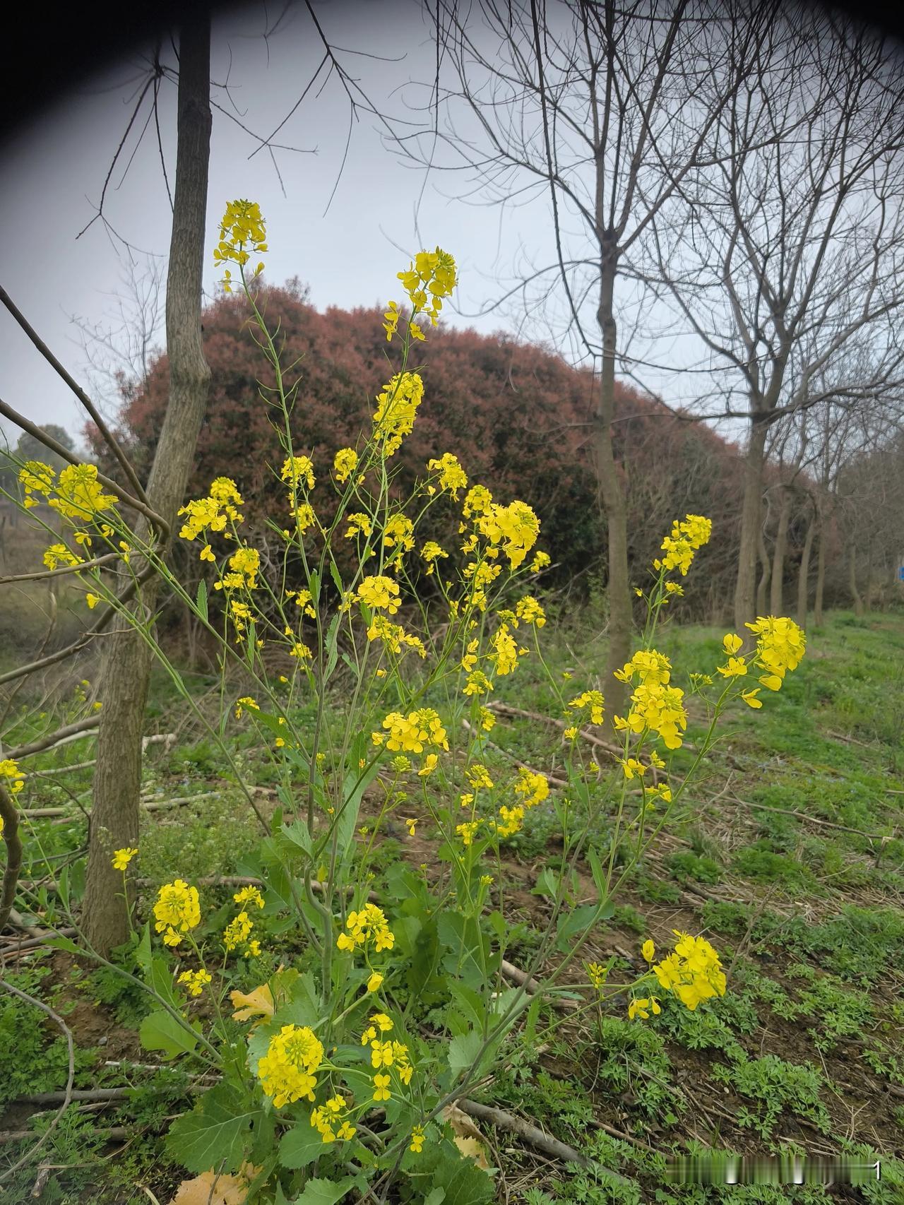那株孤独的油菜花
     昨天去郊区钓鱼，在河梯上发现了一株油菜花。在荠菜花的