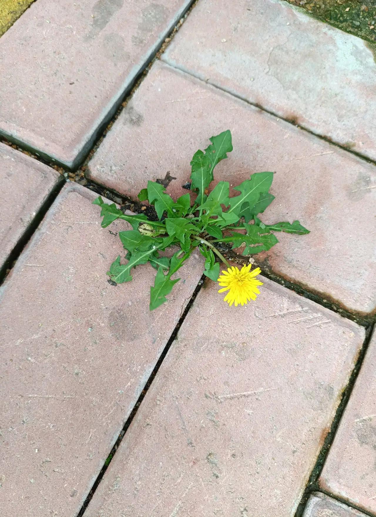 春天里百花齐放、姹紫嫣红，仿佛在争奇斗艳。
但最令我动容的是这朵长在砖缝中的蒲公