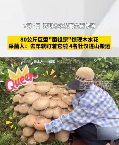 “活久见！”7月7日，云南昆明，一颗80公斤巨型“菌祖宗”惊现野生菌市场，最终被