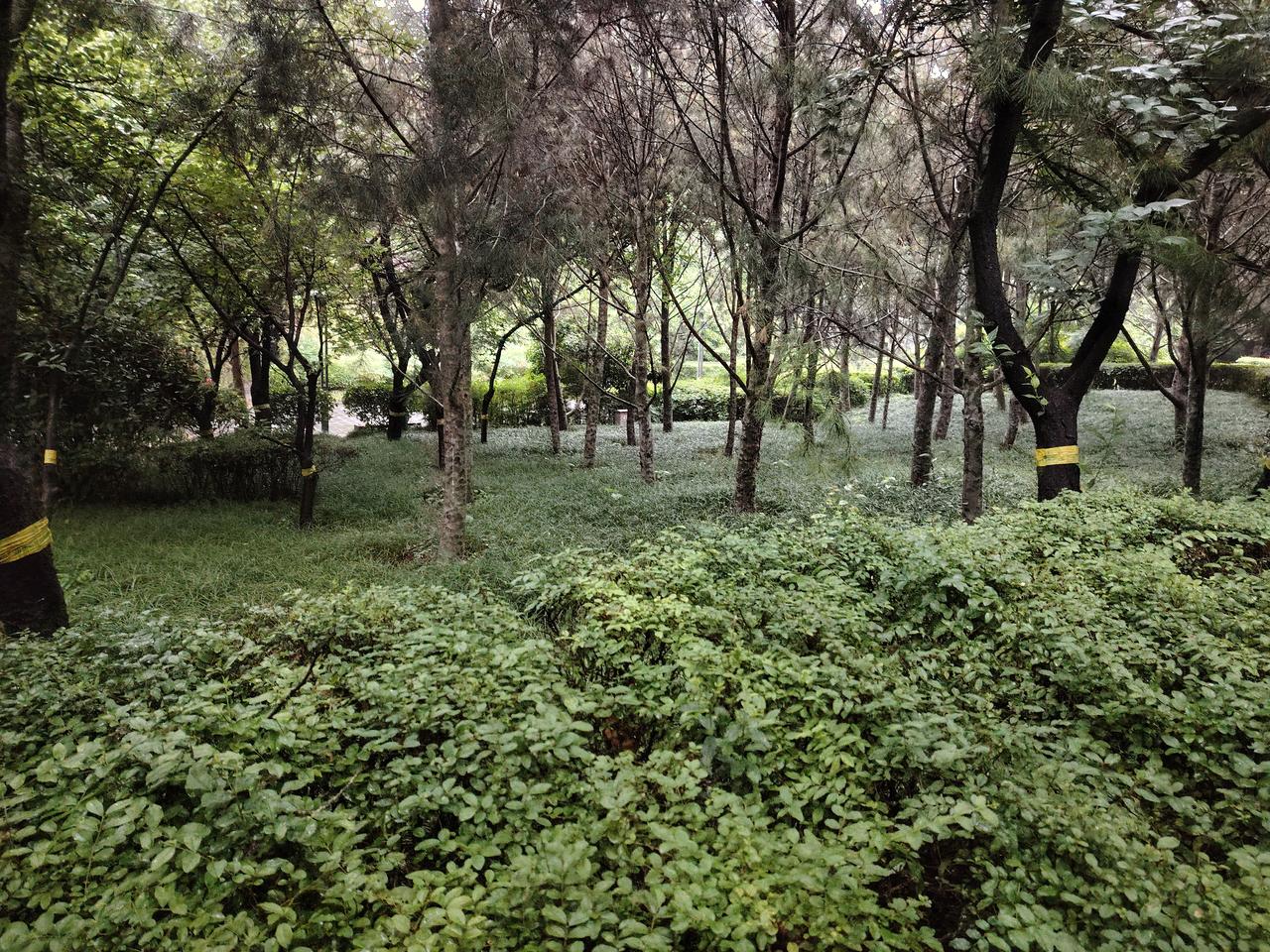 保洁做事要分清轻重缓急，先要做好面子工程
今天终于不下雨了，上午地面还很湿，有好