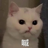 贞叶爱品体育