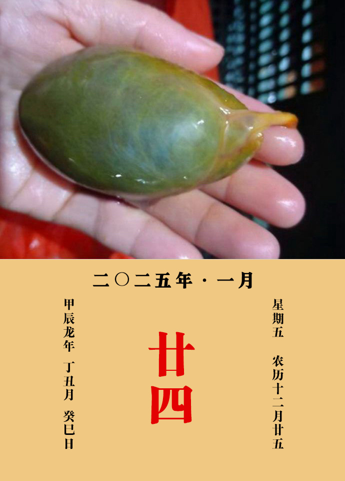 每天一味中草药  猪胆，味苦，性寒，归肝、胆、肺、大肠经。主治：主清心明目，凉肝