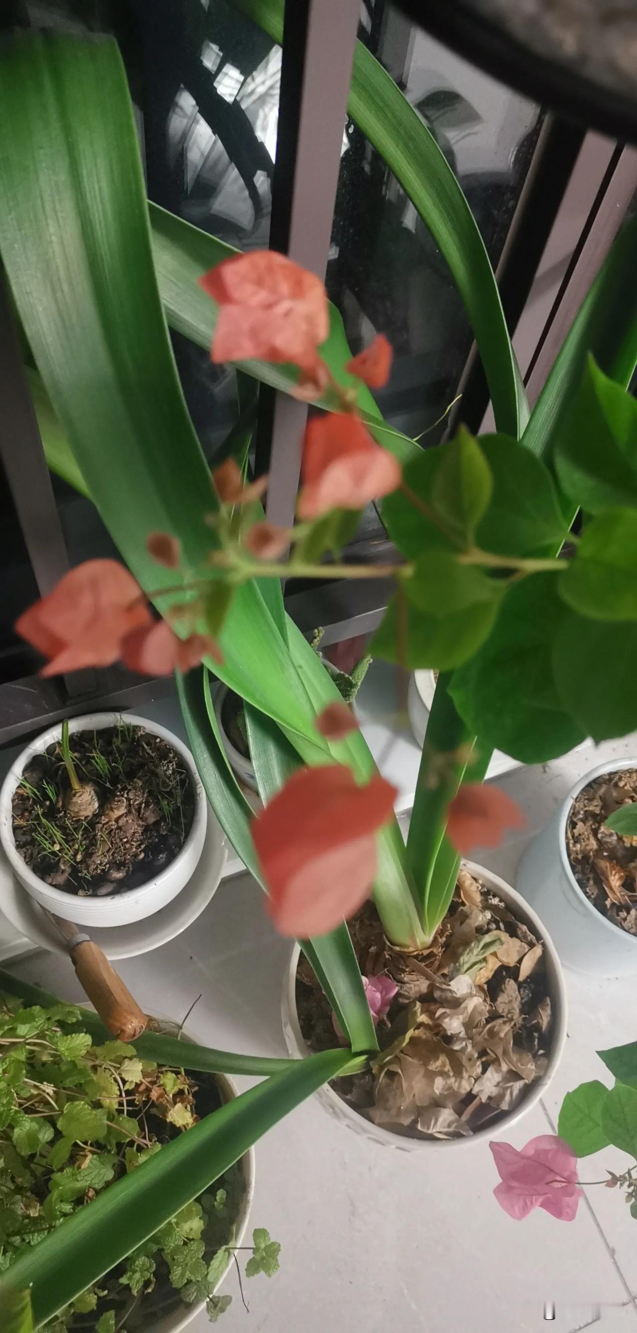 最近在镜子中看自己，发现自己真的老了啊：两鬓和前额的白发，不想看也看得到，真扎眼