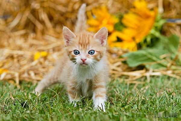 猫禽流感？
猫因H5N1禽流感病毒死亡，

荷兰农业大臣12月1日确认，8只幼猫