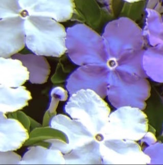 每日一善💜月尹星邱兔种植笔记｜紫色茉莉花 0000紫色茉莉花花朵小巧柔美，花瓣