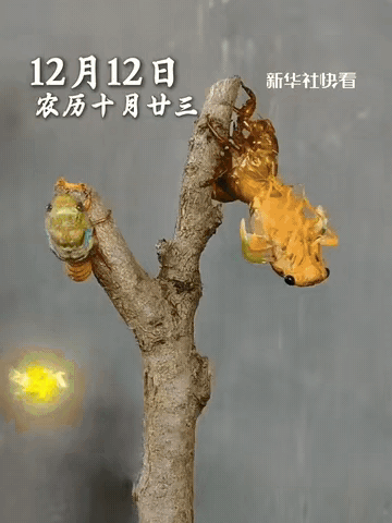 “太罕见了！”深夜，一男子去院子里找东西，无意中发现树干上有动静，凑近一看，竟然