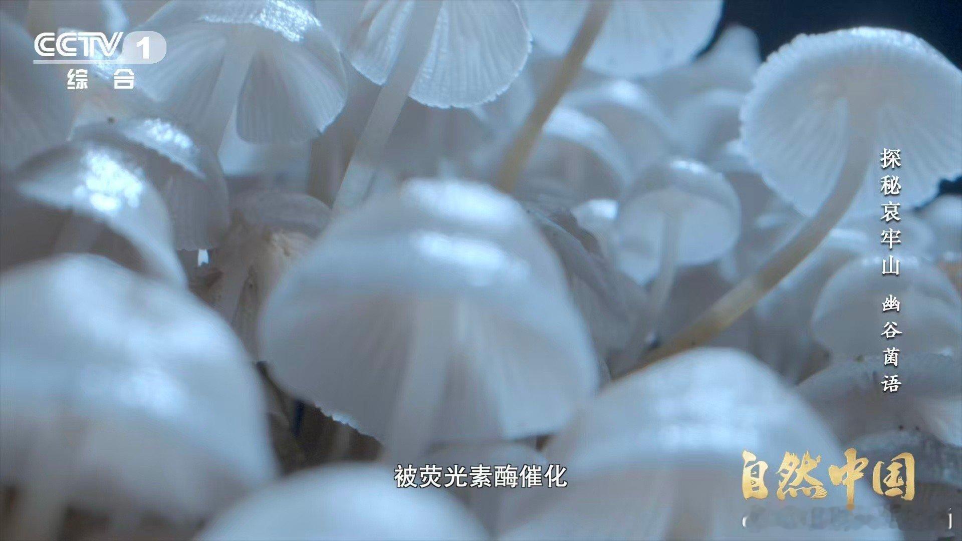 山里有天然小夜灯 哀牢山的蘑菇，白天和普通蘑菇没啥两样，夜里直接变身氛围组担当。