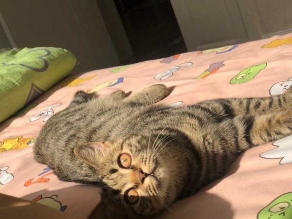 15120只狸狸爱晒太阳OvO 